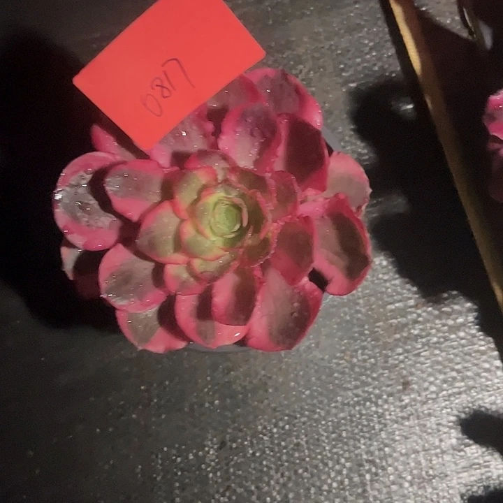 如意多肉植物保护0817