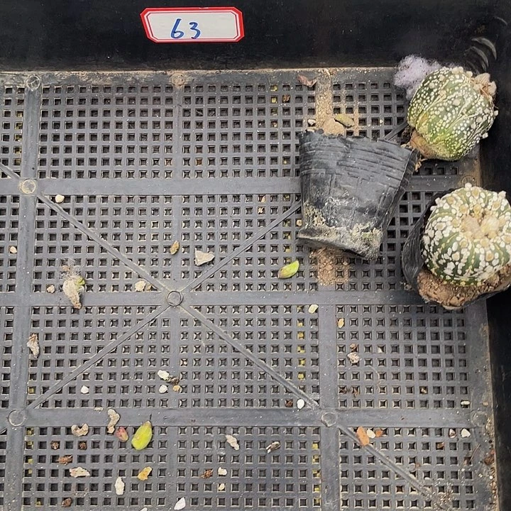 豆***嘟63号筐带盆土发货