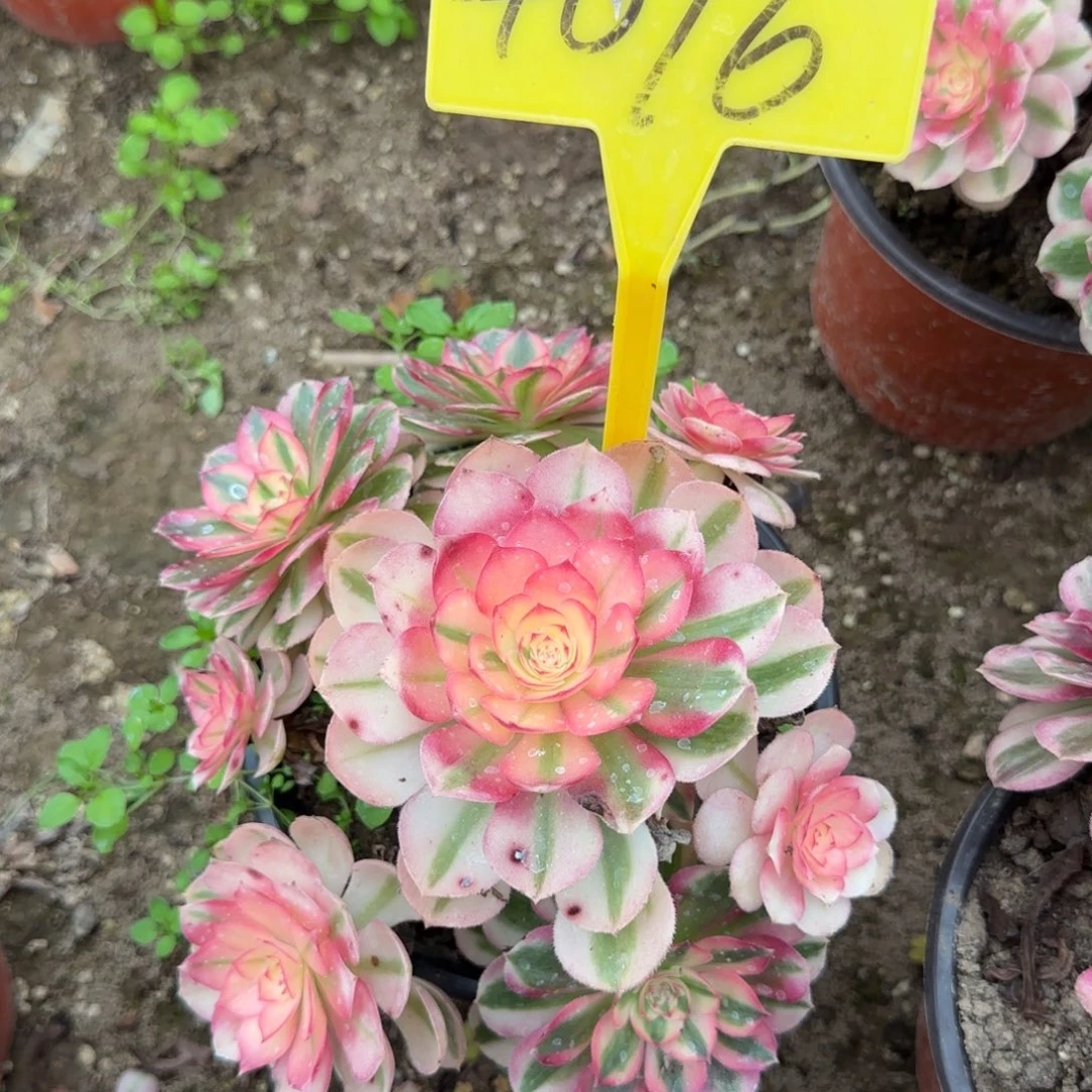 4076--多头多肉植物