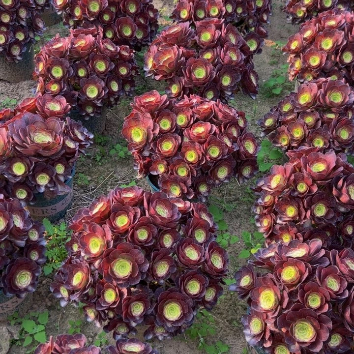 26.8魅金玫瑰一棵