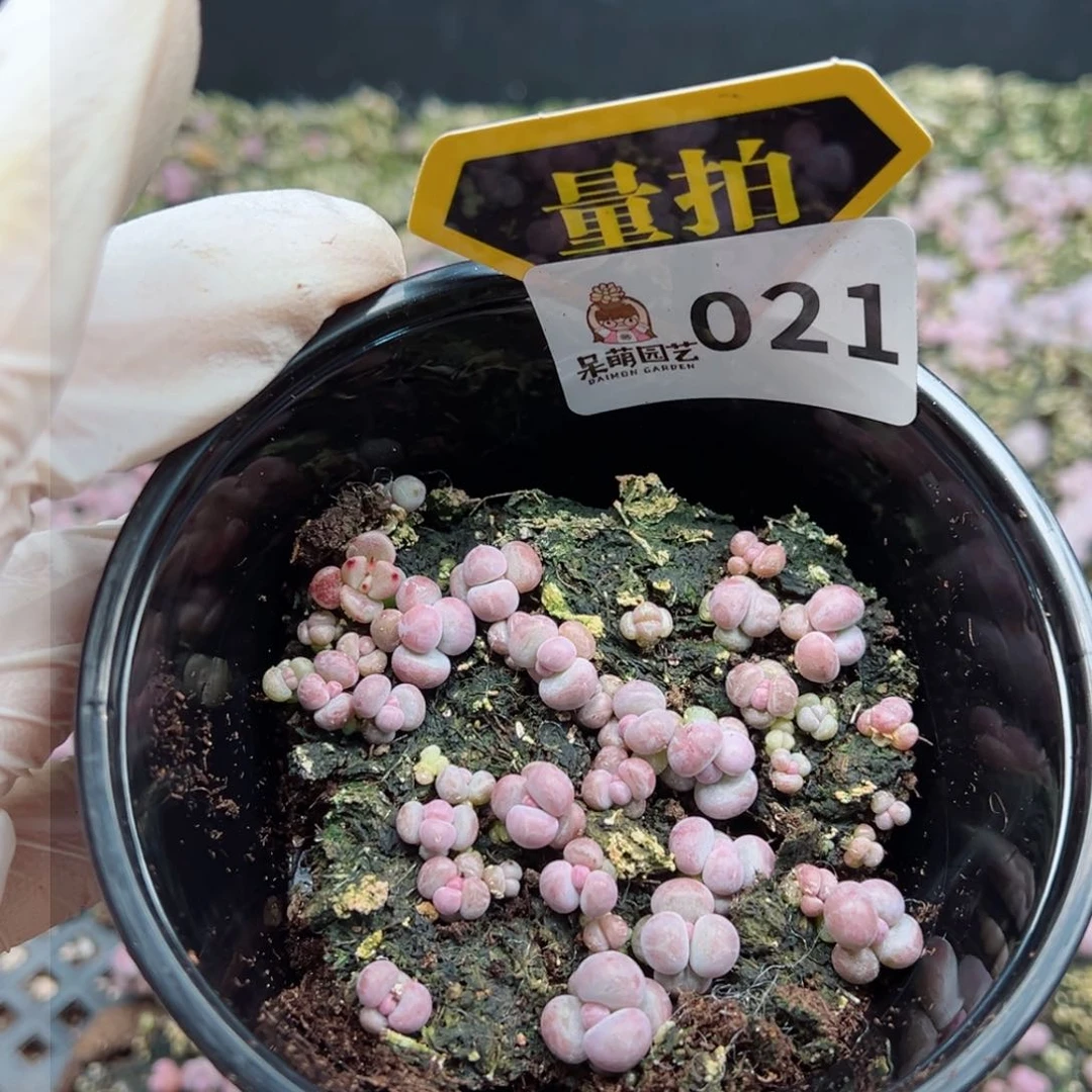 多肉植物多肉植物