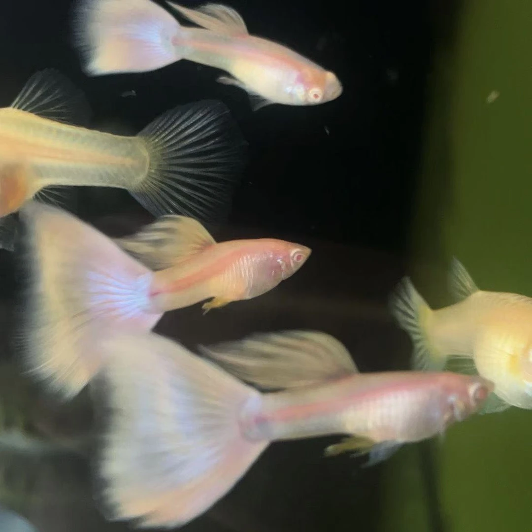 【精品】金粉墨子白子孔雀鱼