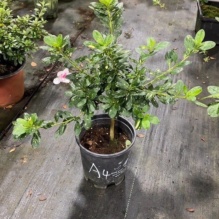 大量花朵（建议范围：8朵-15朵 或40%以上）心动黄金心动黄金