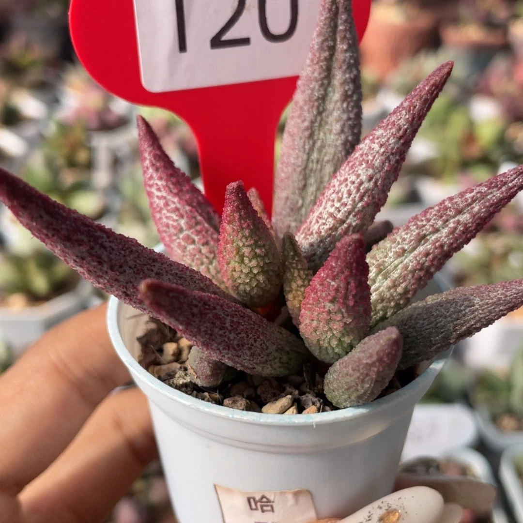 孙*     120赠品。