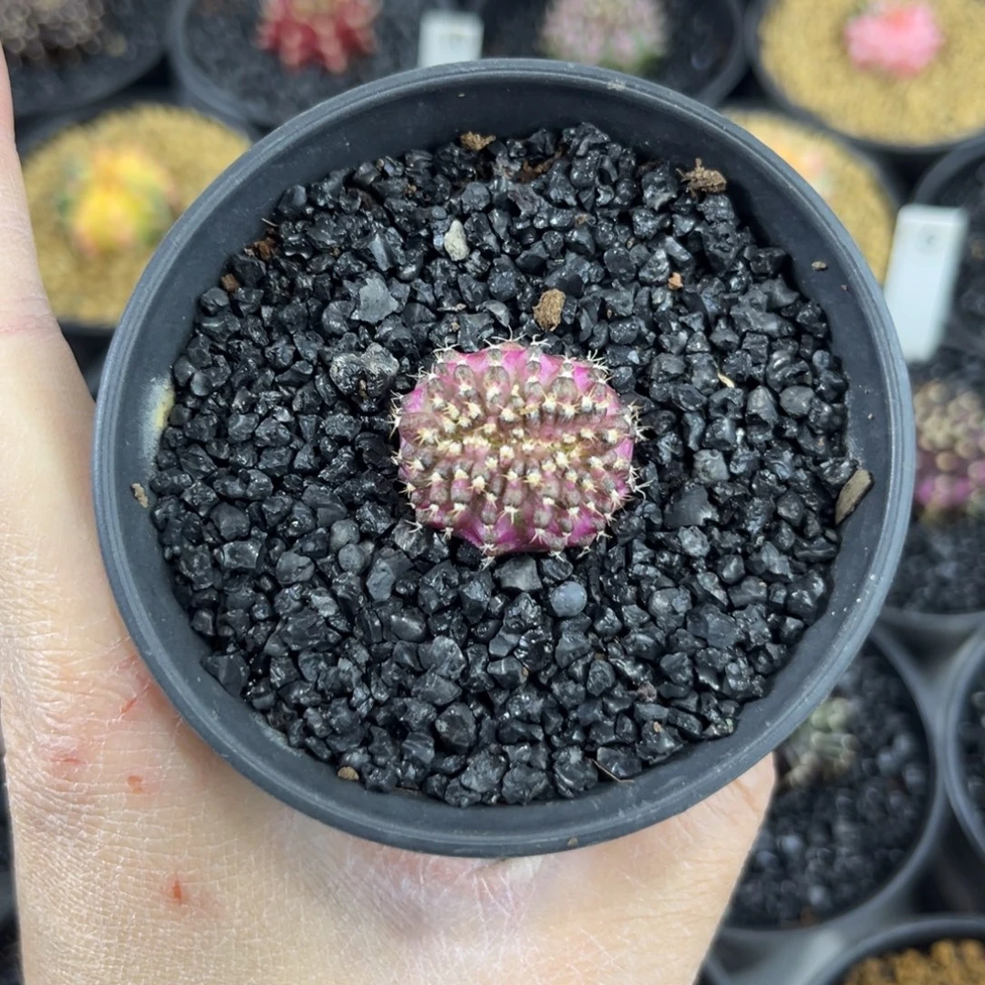 缀化海神实生仙人球