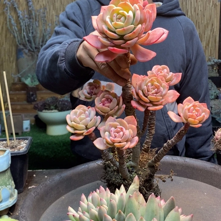 花***香03号白月光多肉植物