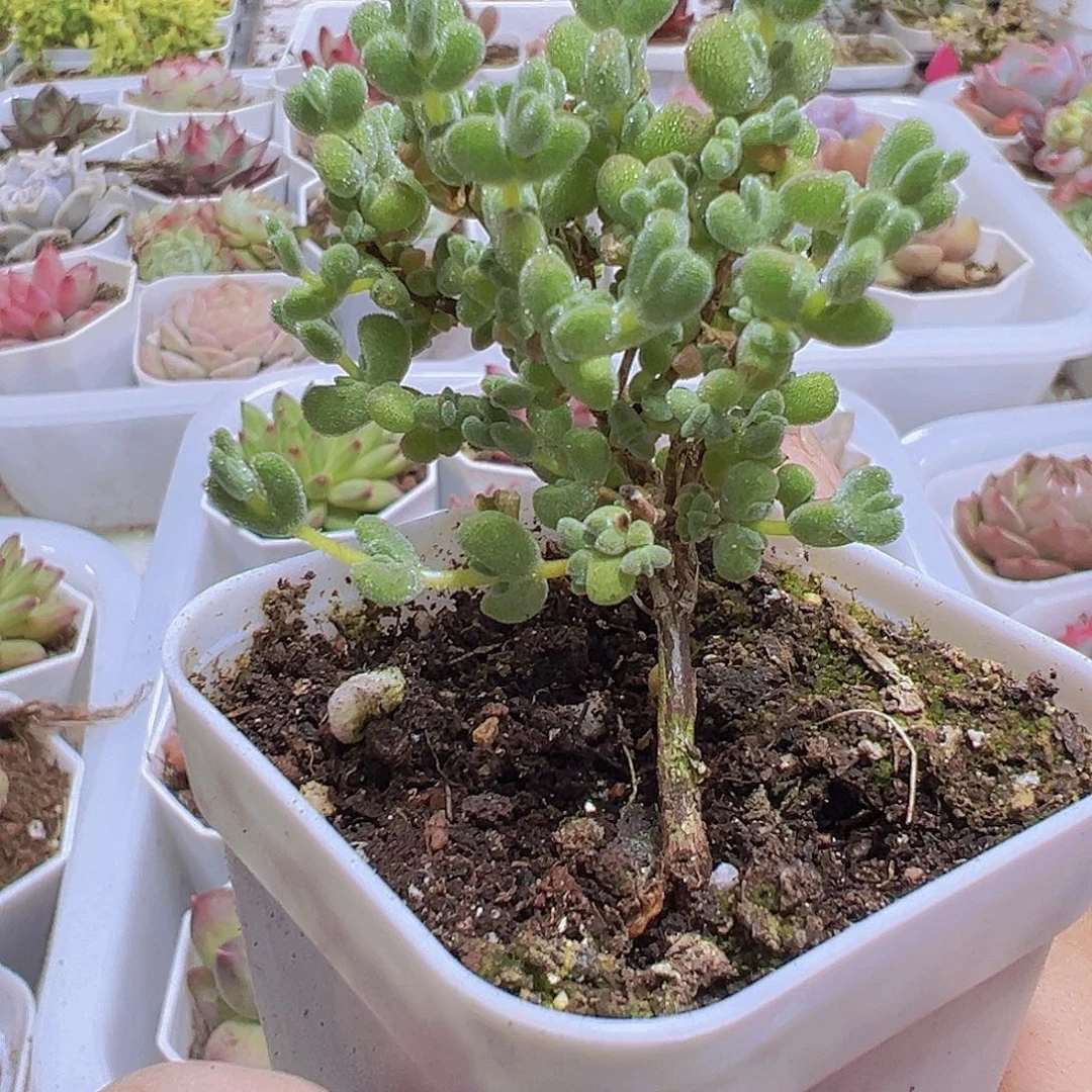 莱斯枝干19包油多肉