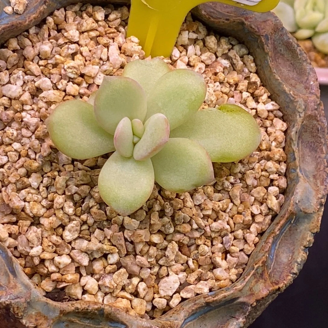 466奶茶锦多肉…………