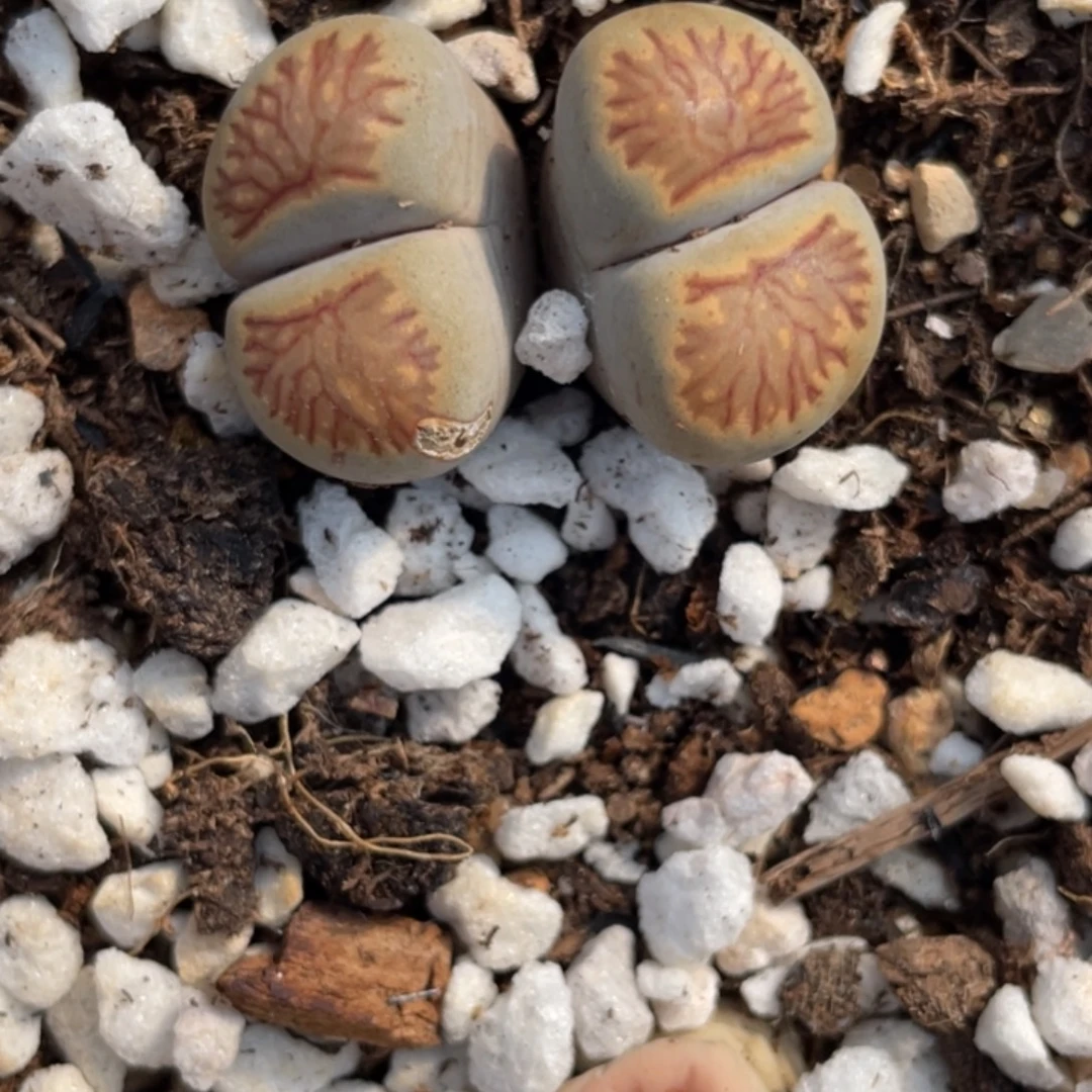 非偏远满20包邮751