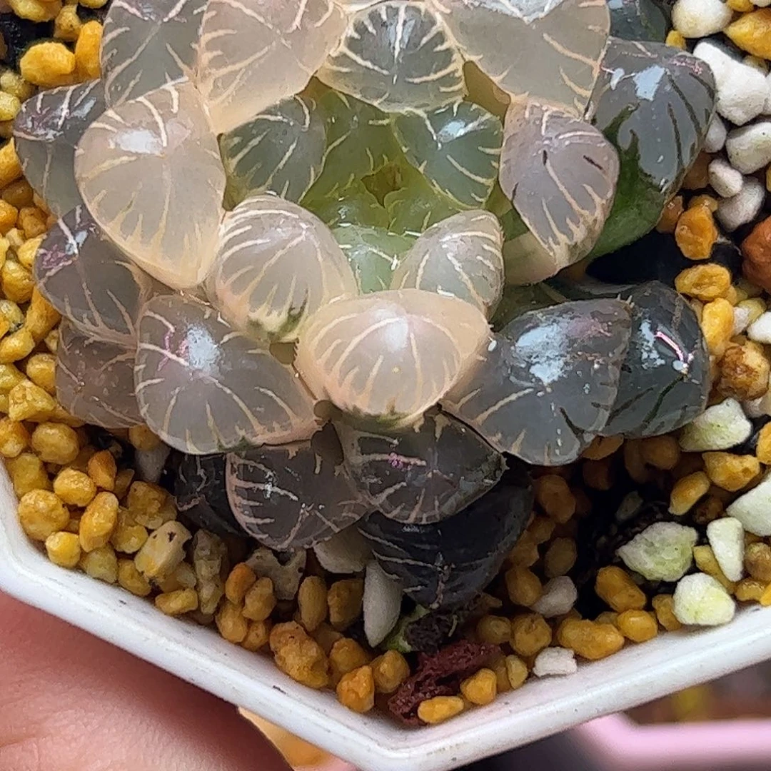 糊斑冰灯锦十二卷多肉植物