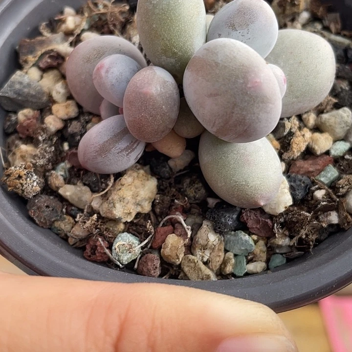 010号大叶奶啊啊啊啊啊啊啊啊啊