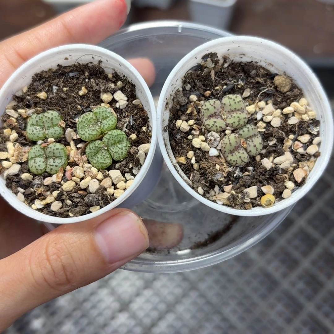 1738 生石花和肉锥