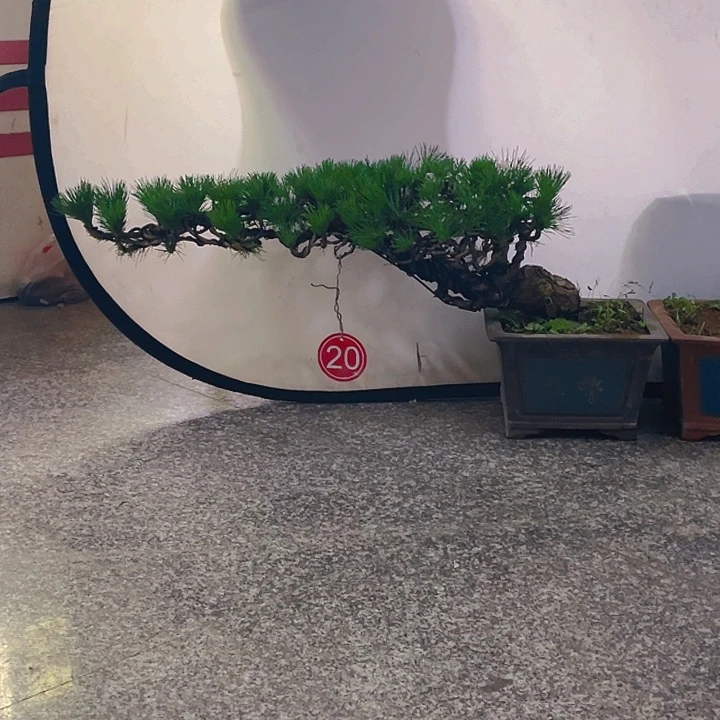 完全开放老桩临水黑松盆景