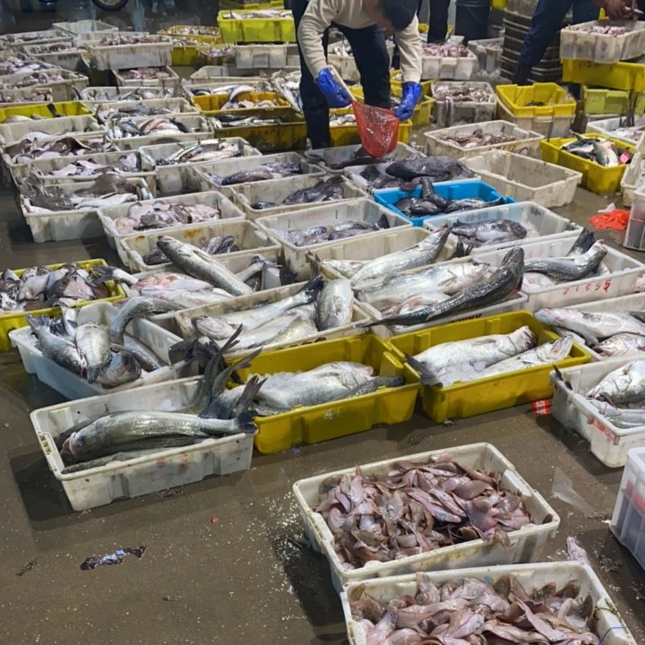 大毛小毛海鱼直播间现场称重链接顺丰快递入库No退No换