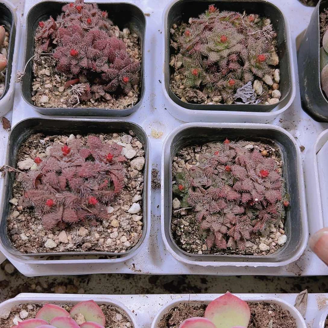 毛海星多肉植物19包邮