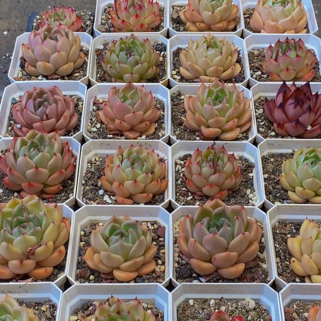 449多肉植物保护研究所