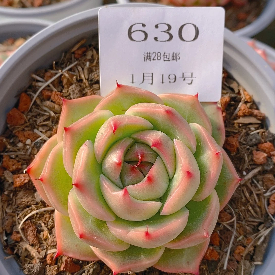 【闪购商品】云630