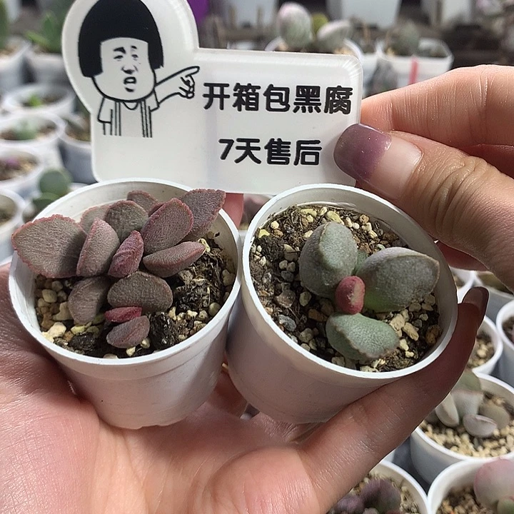 新手组合2–专拍专拍