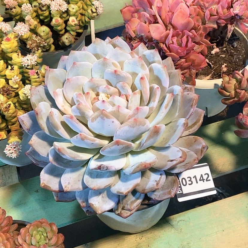 【闪购商品】橙梦露03142