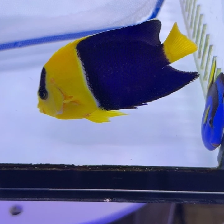 海水鱼石美人120 包装15 运费25