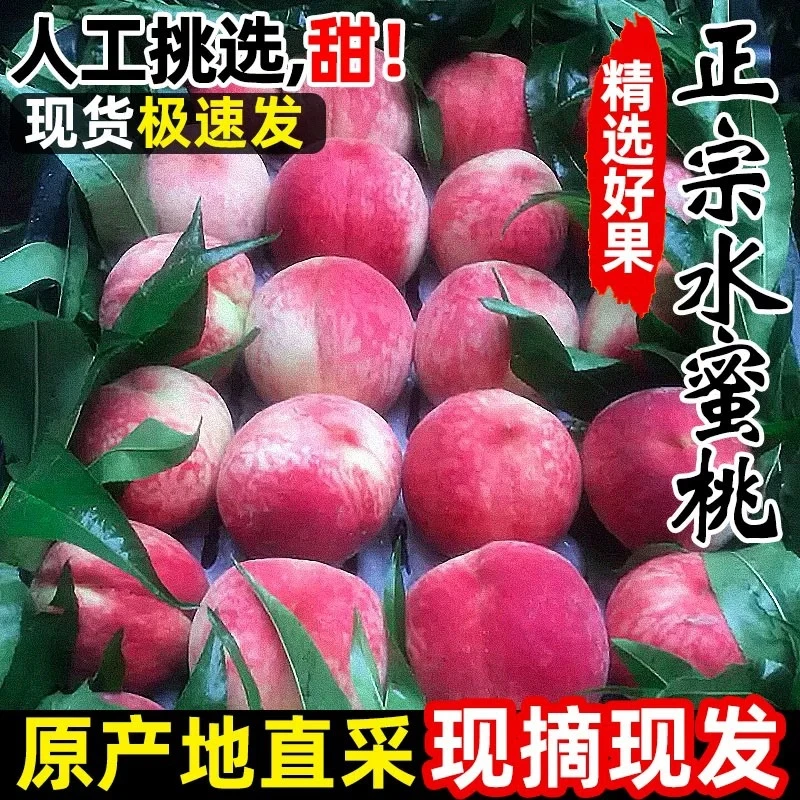 山西运城春雪水蜜桃当季新鲜水果现摘脆甜多汁桃子头茬水蜜桃代发