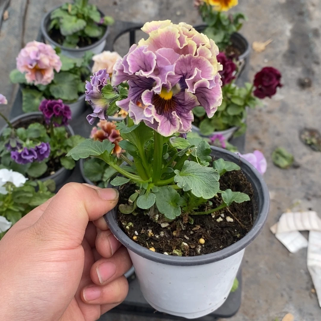 完全开放0083号不售后