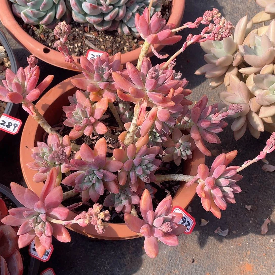 292秋力 一物一拍多肉