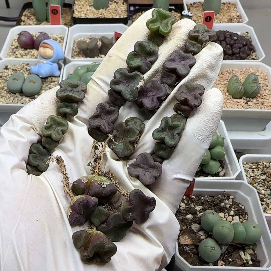 "***!11-20当天满38包邮花瓣方碗