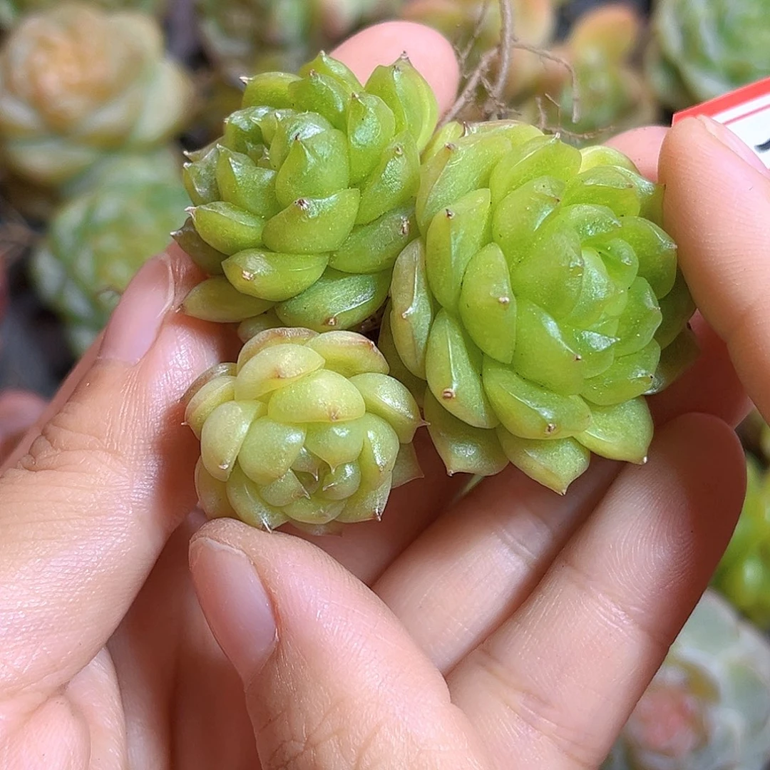 最***戒C701 一物一拍 珍妮精选 散