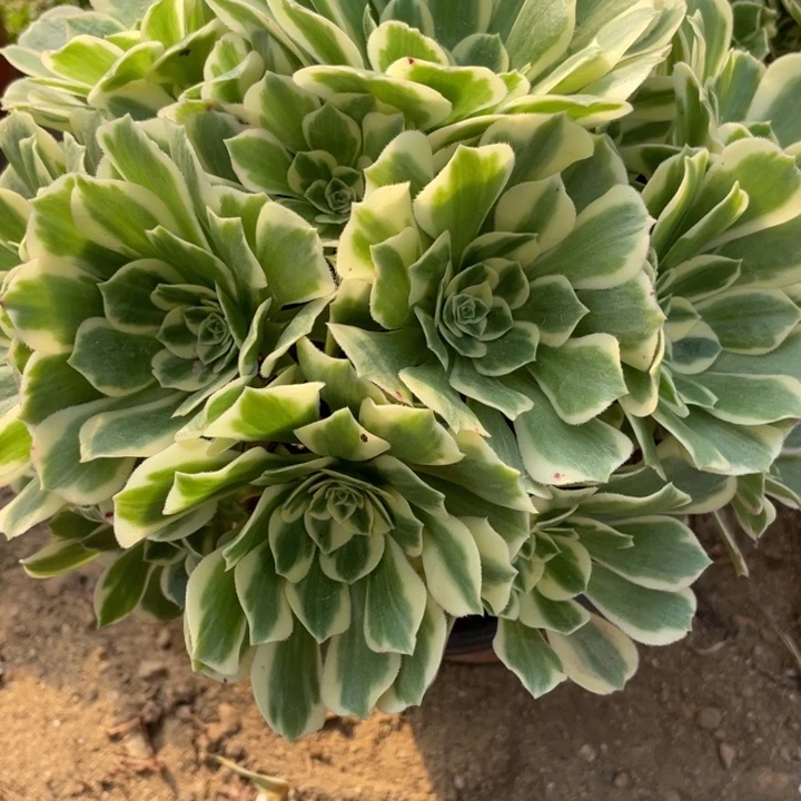 无花朵384对肉植物迈巴赫