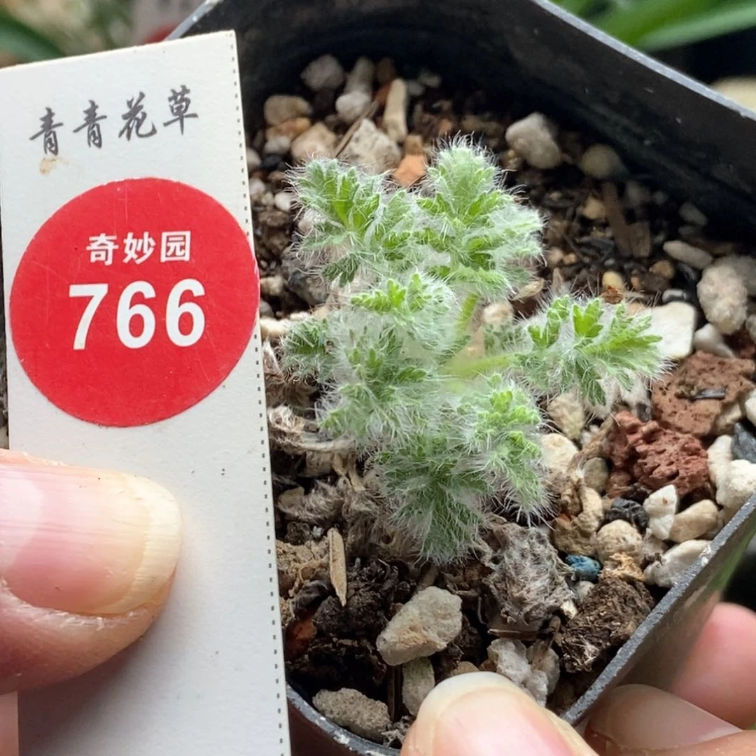 羽叶洋葵一颗仙人球