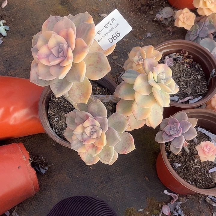 燕***子紫乐锦群，一物一拍