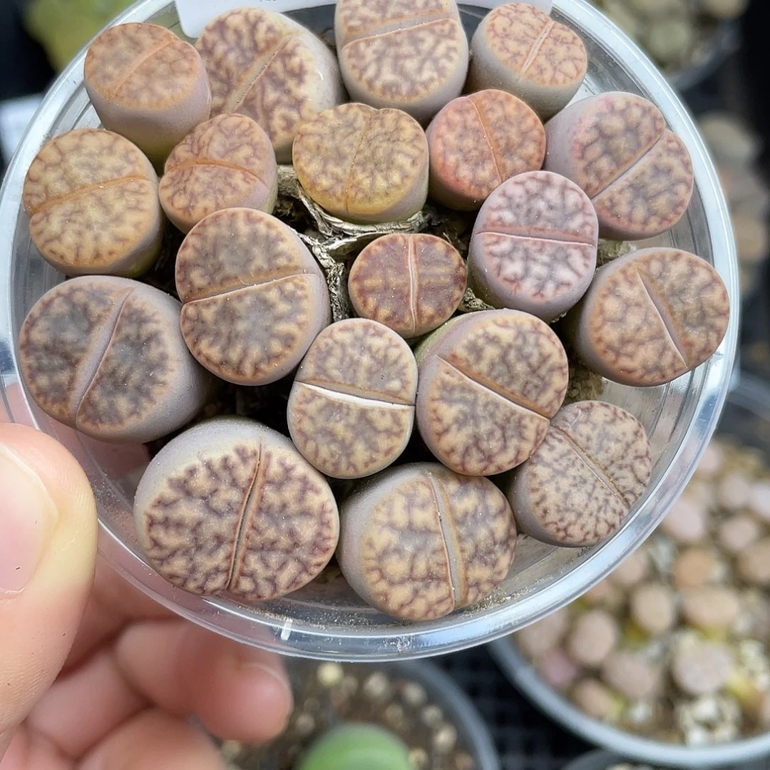 564000000花花花花花