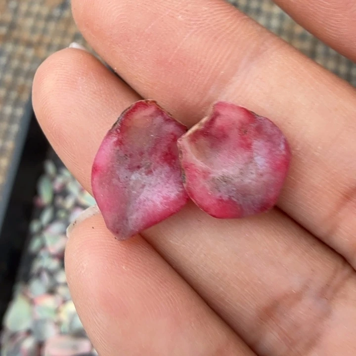 叶片一字珍妮锦腹轮锦