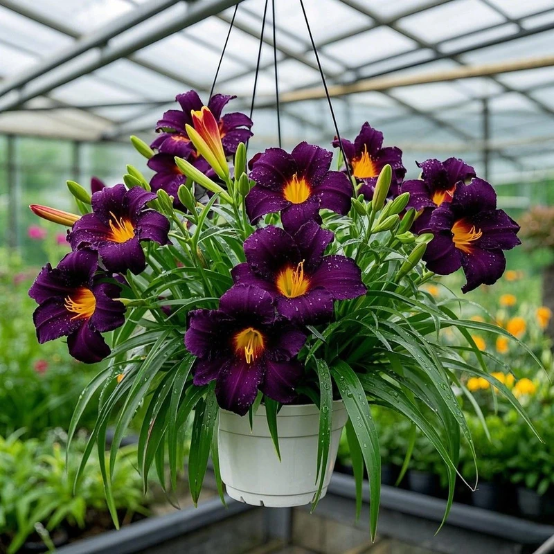 【四季开花】大花萱草吊兰室内外春季种植浓香型好养庭院新手花卉