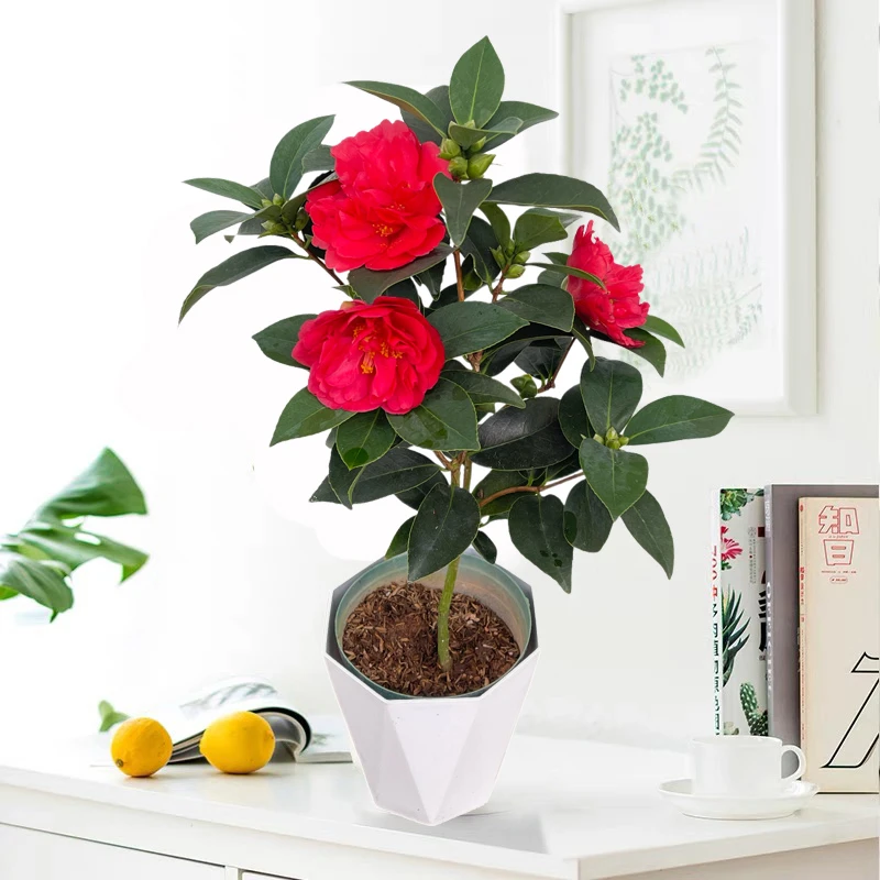 四季茶花夏日七星树苗重瓣大红山茶花盆栽室内外庭院阳台好养花卉