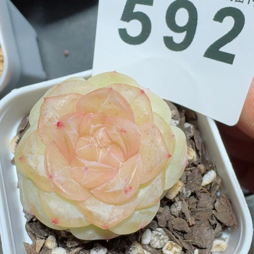 珍妮         精品多肉