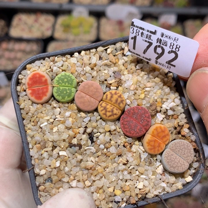 Zzz精品石石花1792