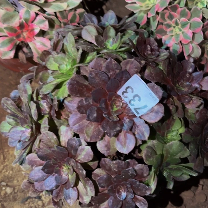 733花月夜多肉植物