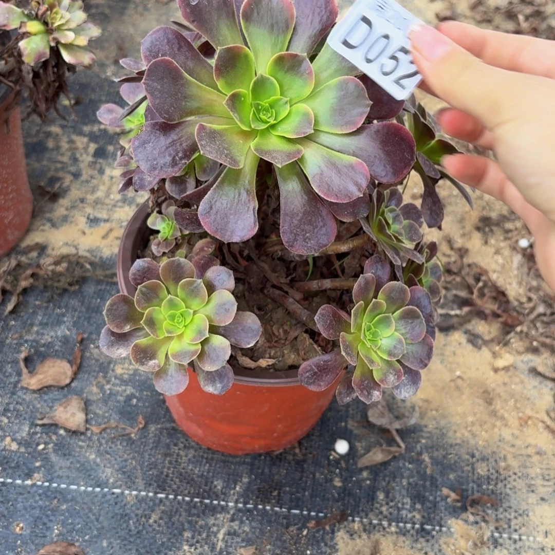 52多肉植物捧花的时候
