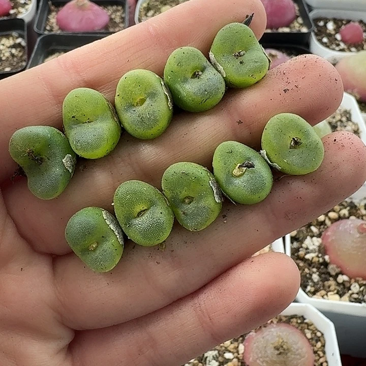 老马生石花水晶，鞋2238