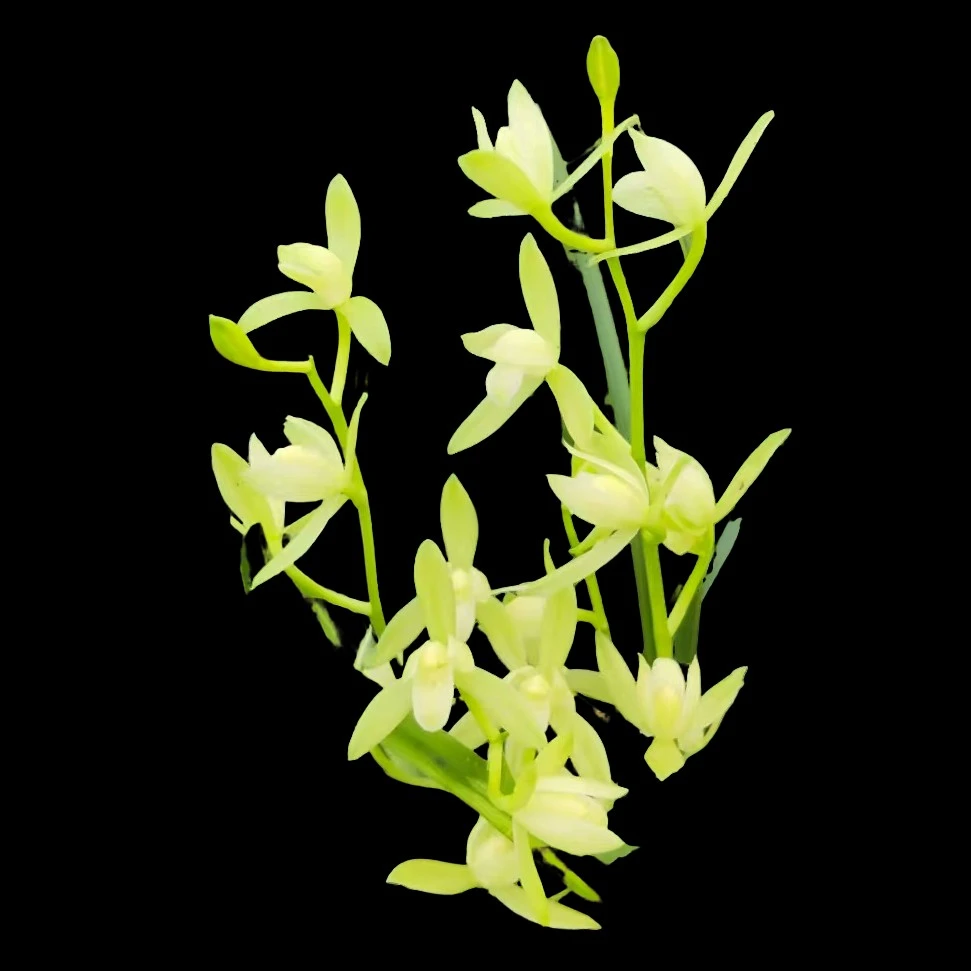 ［建兰铭品铁骨素］浓香型  基地露天养植好养活