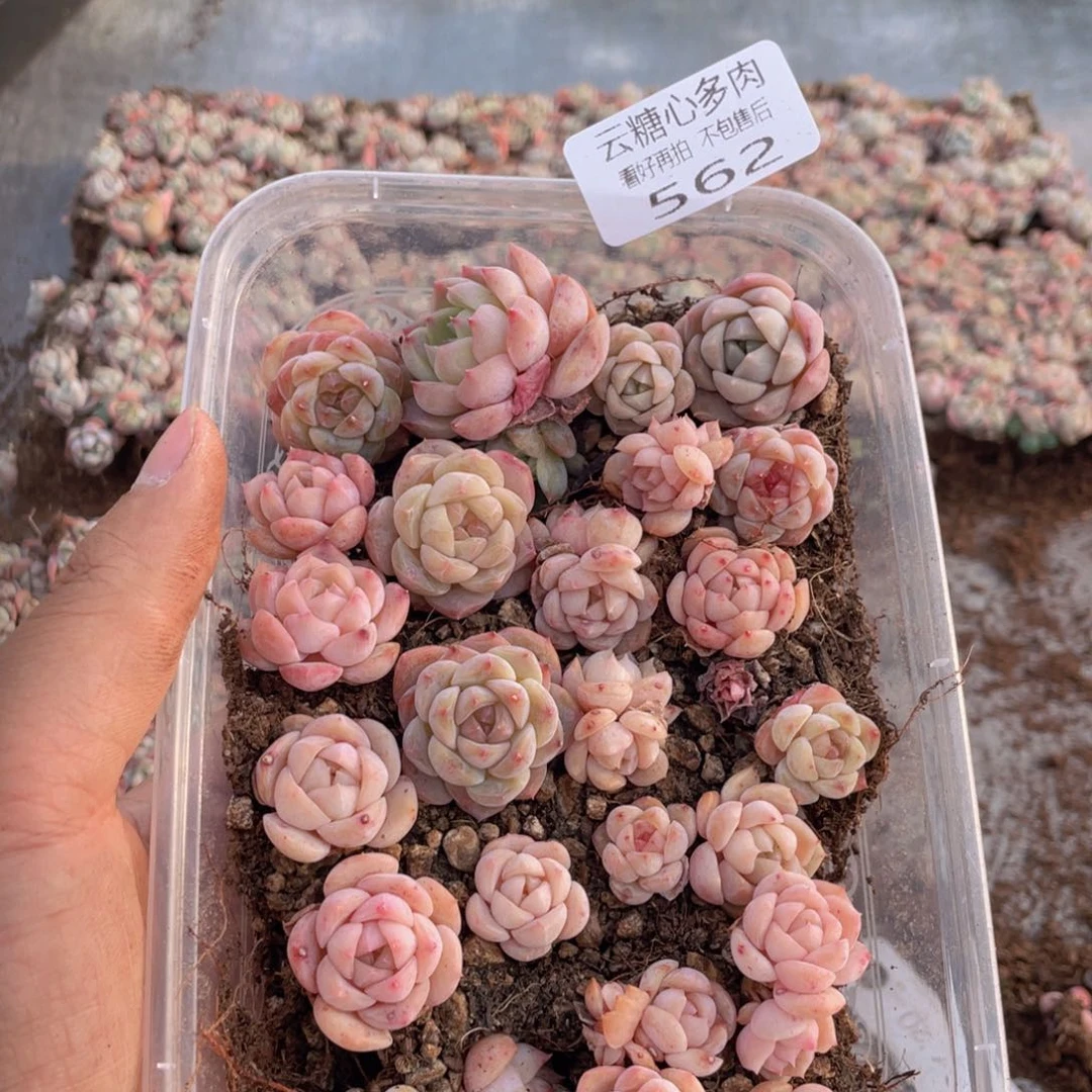 云糖心多肉植物562