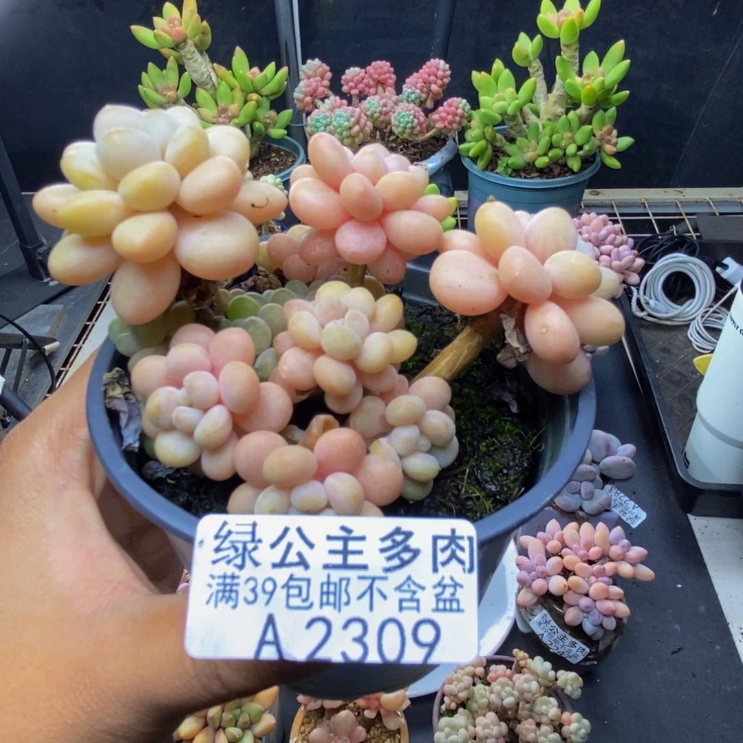 309洛可可多肉7c m