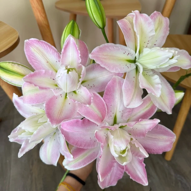 水蜜桃甜香行粉色重瓣百合东北原产地直采顺丰包邮水培花