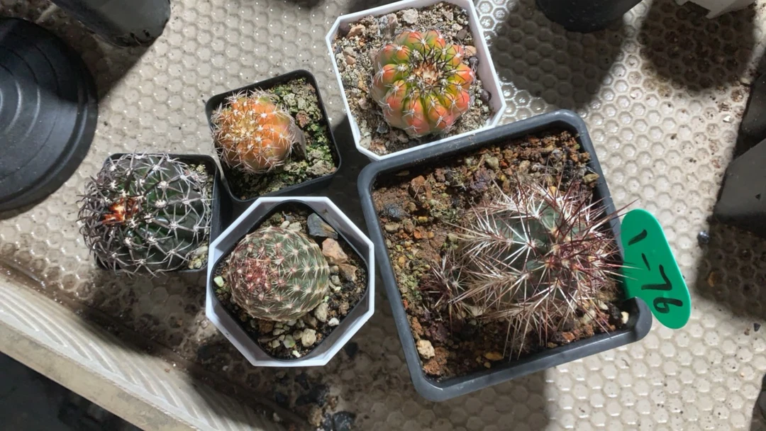 图片这5颗一起带盆发