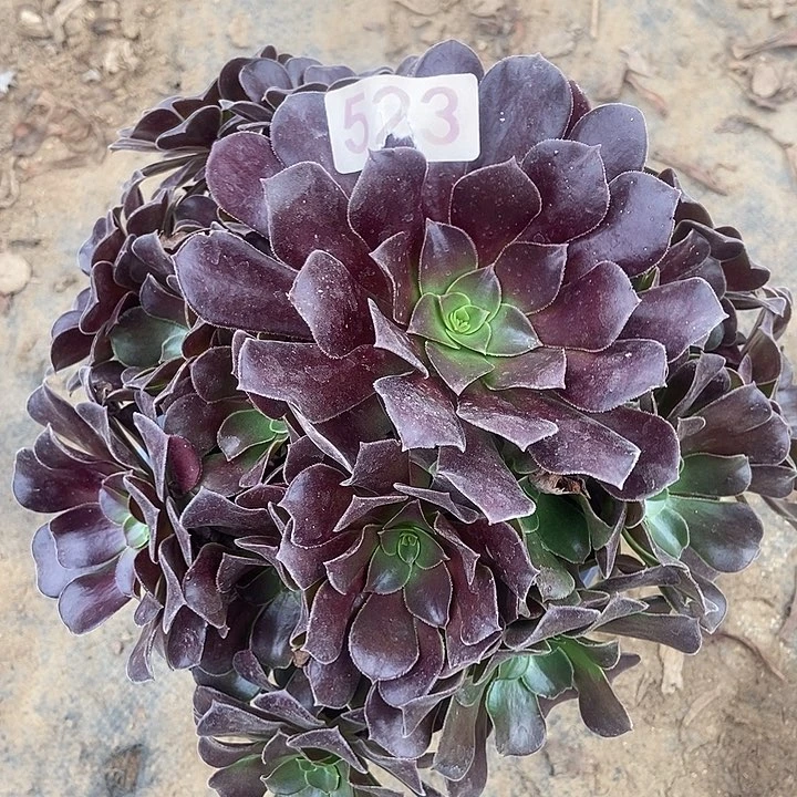 瓯紫朵朵523多肉不包断