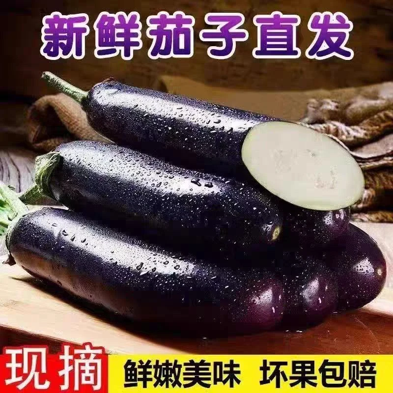 山东新鲜绿把紫皮长茄子现摘现发当季蔬菜可多种方式烹饪