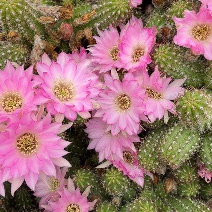 白檀仙人掌590侧芽一个