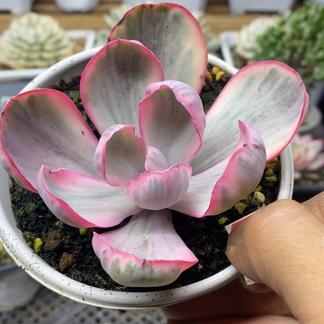 2922 蓝玫瑰锦 需延时发货